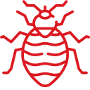 bed bug